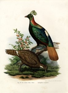 ヒマラヤのキジ、1864 作： German School